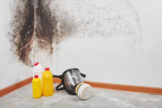 Best Basement Mold Remediation in Webster, FL