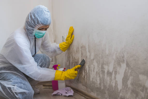 Best Localized Mold Remediation (e.g., coastal areas, humid climates) in Webster, FL