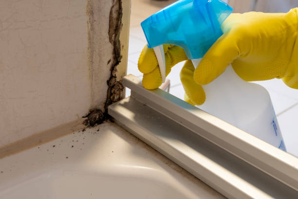 Best Preventive Mold Services in Webster, FL
