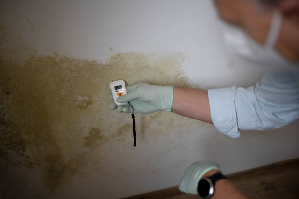 Best Emergency Mold Remediation in Webster, FL