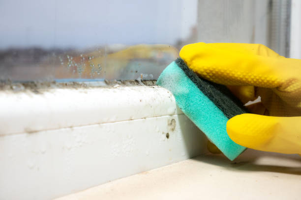 Best Emergency Mold Remediation in Webster, FL