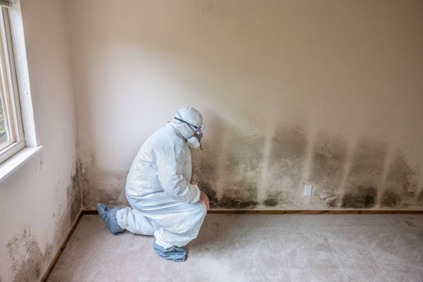 Best Mold Remediation for Specific Building Types in Webster, FL
