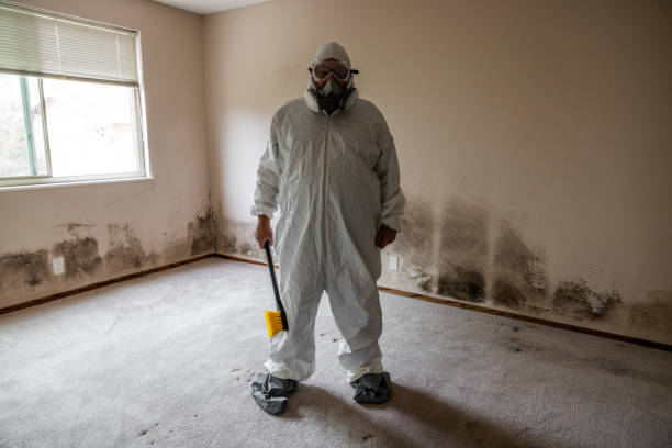 Best Post-Flood Mold Remediation in Webster, FL