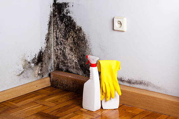 Best Preventive Mold Services in Webster, FL