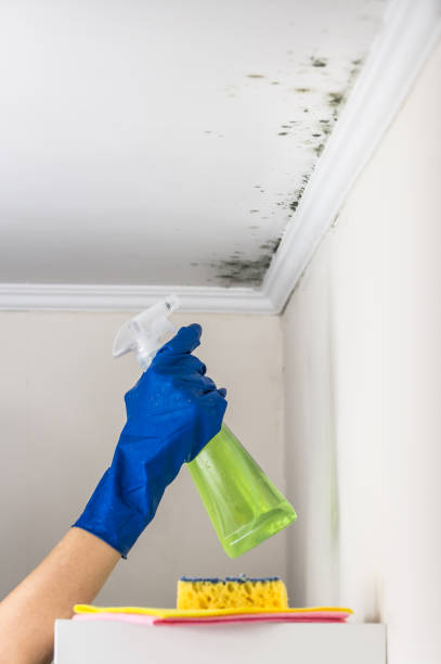 Best Health and Safety Mold Remediation in Webster, FL